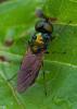Chloromyia formosa
